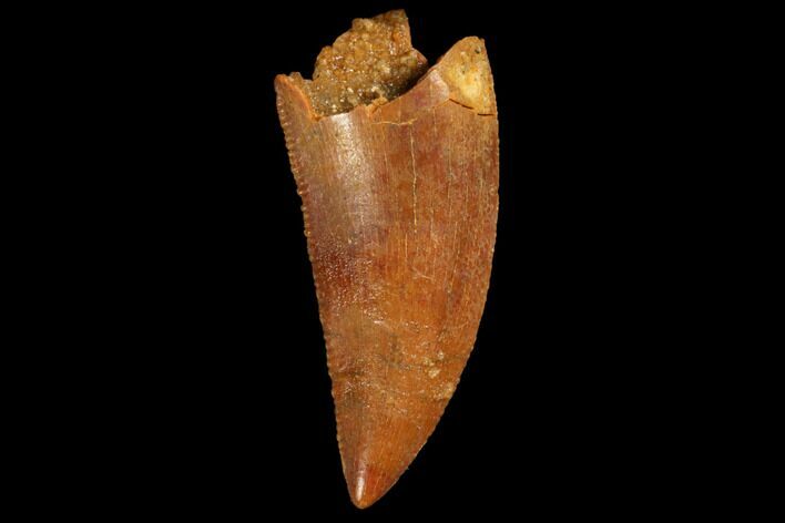 Serrated, Raptor Tooth - Real Dinosaur Tooth #123087